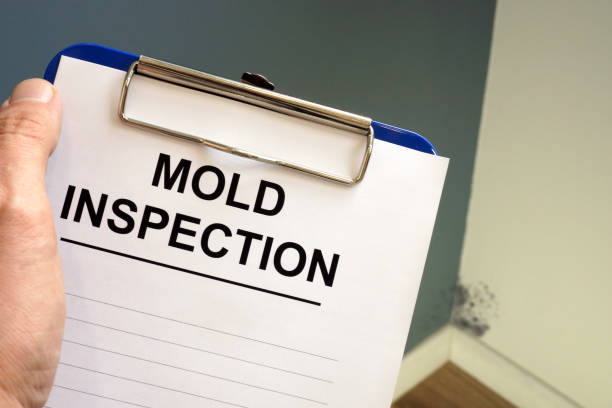 Biohazard Mold Removal in Benton, IL